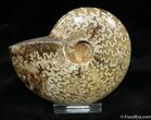 Inch Ammonite With Oak Leaf Sutures #1193-1